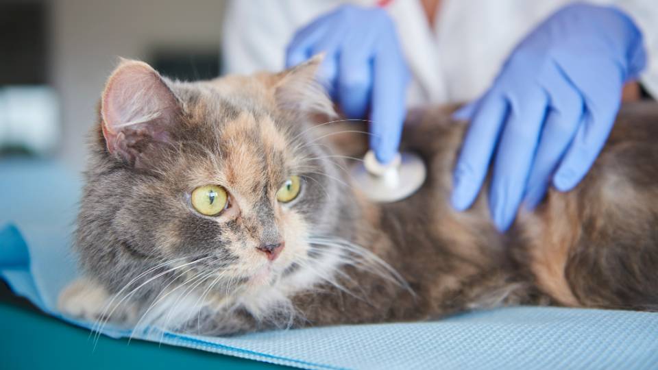 Cat being checked over by veterinary staff