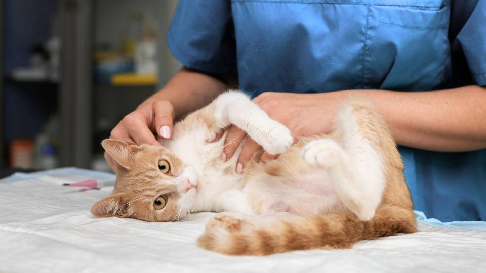 Cat being worked with by veterinary staff
