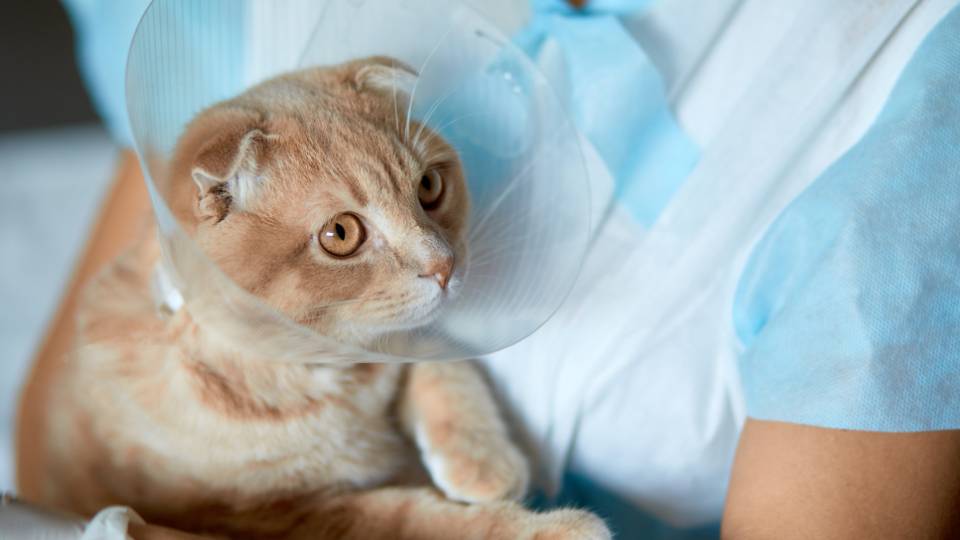Cat in a surgery cone being held by veterinary staff