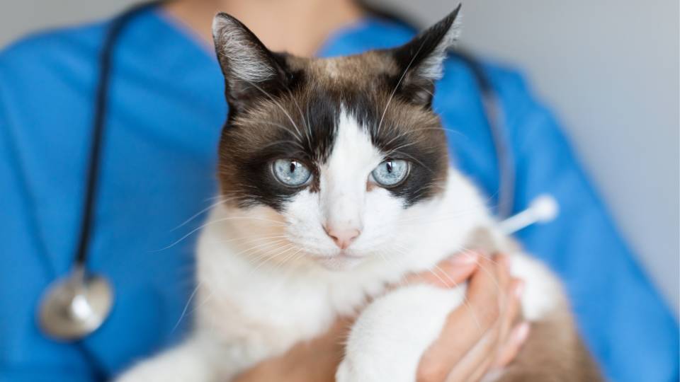 Cat with blue eyes being held by veterinary staff