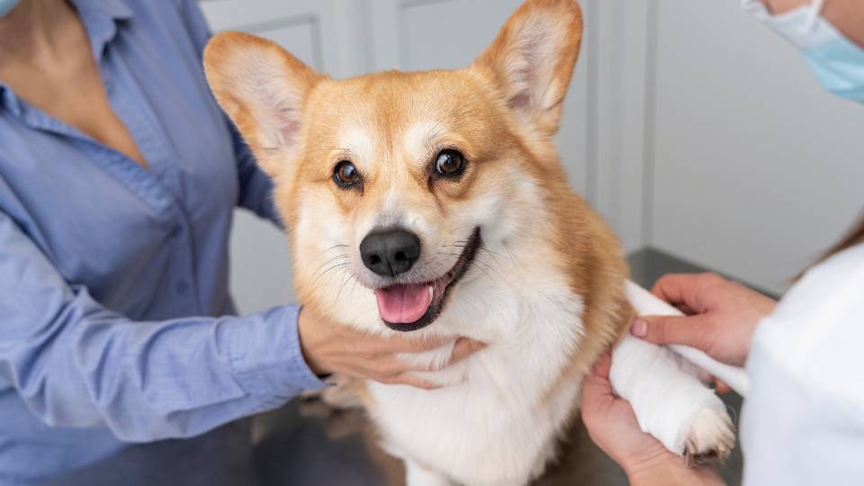Corgi getting paw wrapped by veterinary staff
