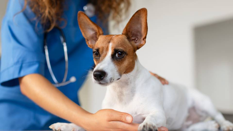 Dog being held by veterinary staff