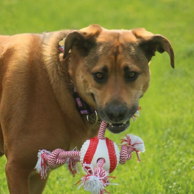 Dog holding a toy in the grass