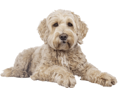 Dog sitting nicely