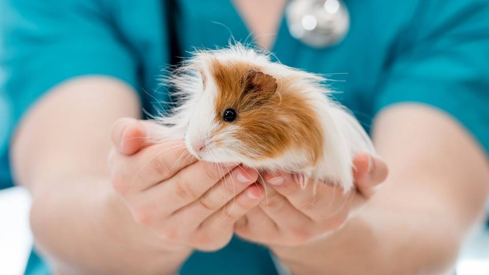 Guinea pig being held by veterinary staff