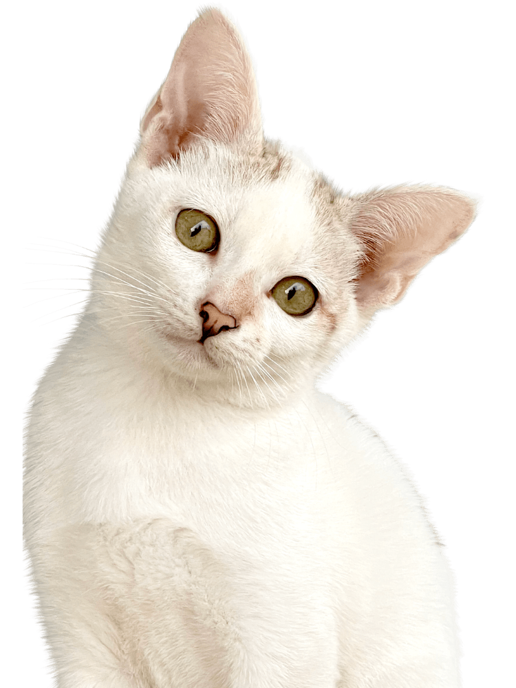 Kitten cutout