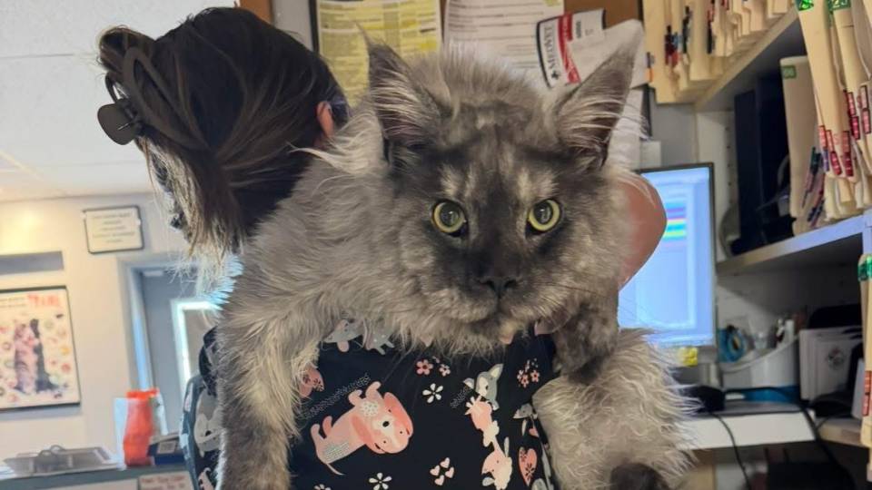 Large Cat