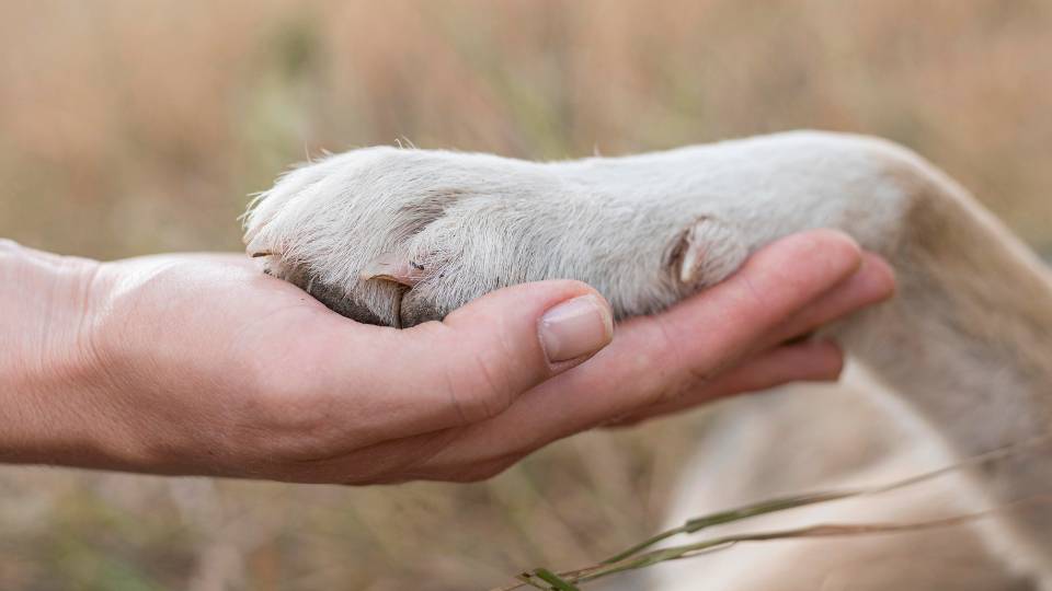 Person holding a dog's paw