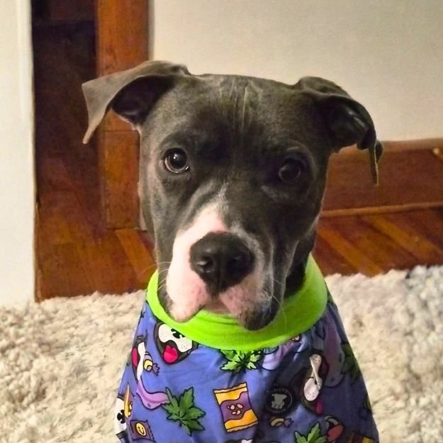 Pitbull in pajamas