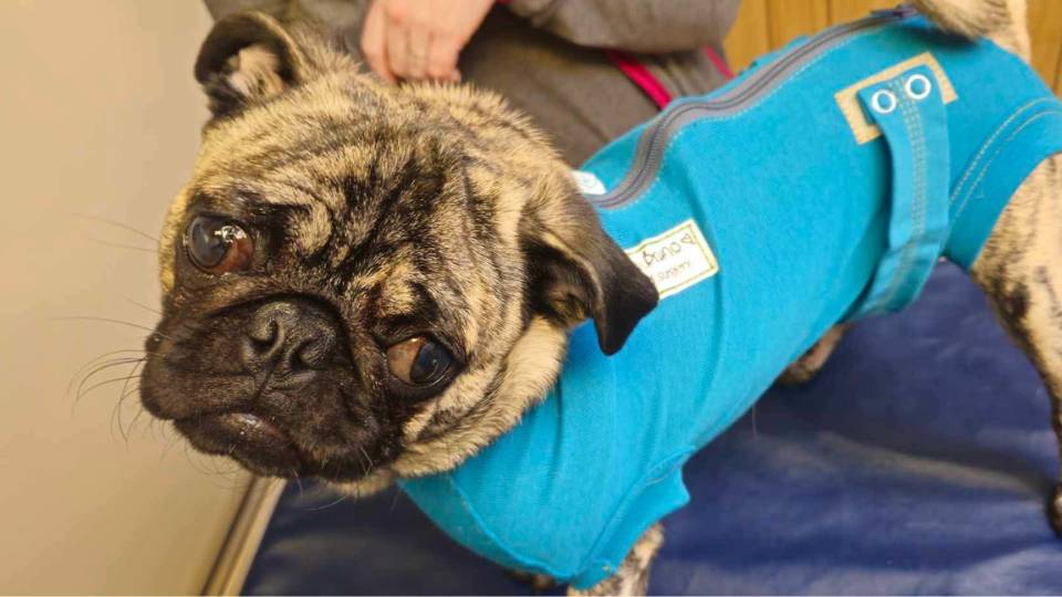 Pug after surgery
