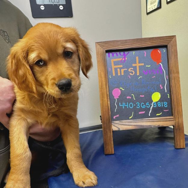 Puppy being held by a sign at Elyria Animal Hospital