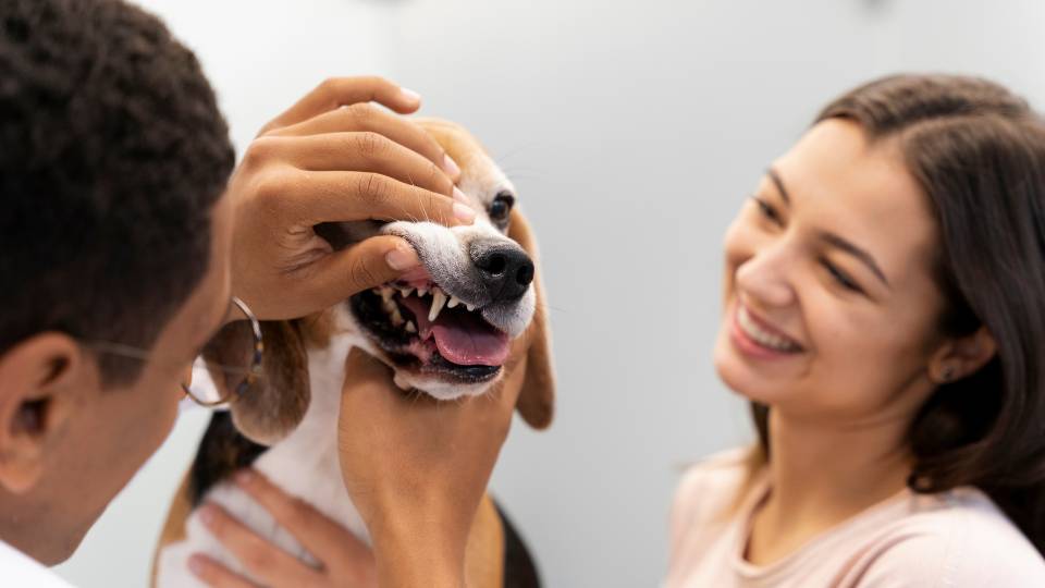 Vet looking at a dog's teeth