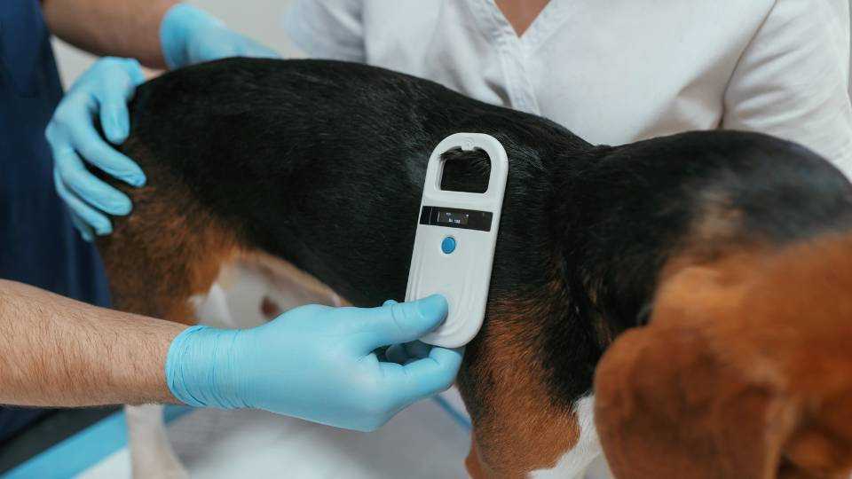 Veterinary staff scanning a dog for a microchip