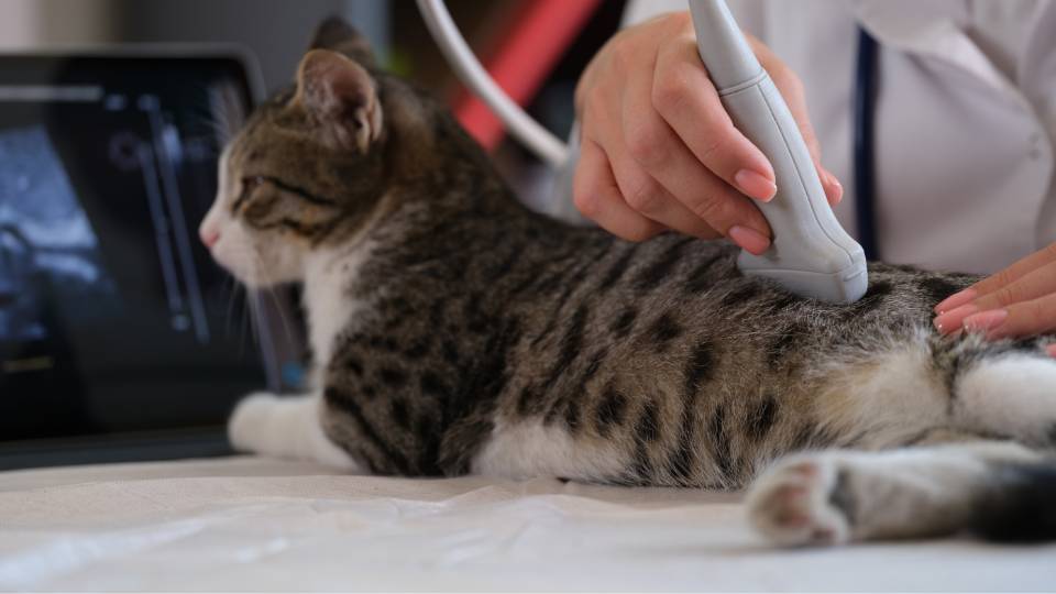 cat receiving an ultrasound