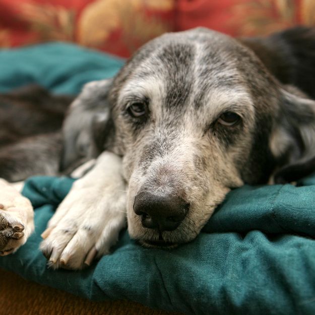 A close-up shot of an old dog with gray and white fur resting its head on a teal blanket