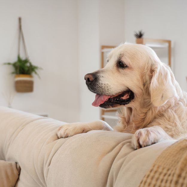 A light-colored dog with its tongue out rests on a cream-colored sofa in a bright room