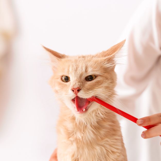 A light orange cat with its mouth open wide as a red toothbrush