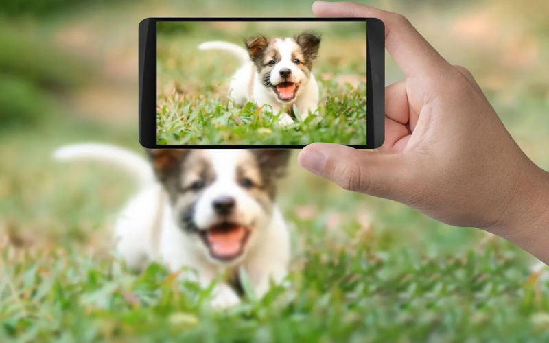 6 Tips for Amazing Pet Photos Using Your Phone