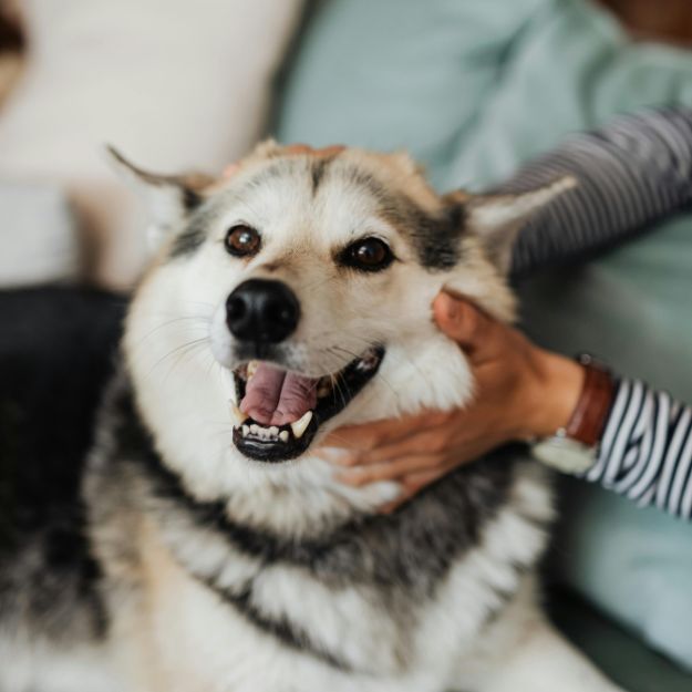 A person is petting a dog with a happy expression and its mouth open
