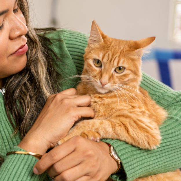 A person wearing a green sweater holds an orange tabby cat in their arms