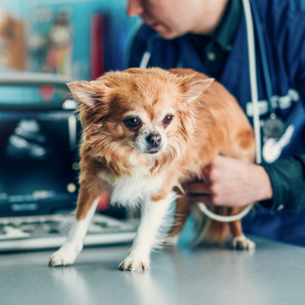 A small, tan and white dog stands on a table while a veterinarian in a blue uniform holds it