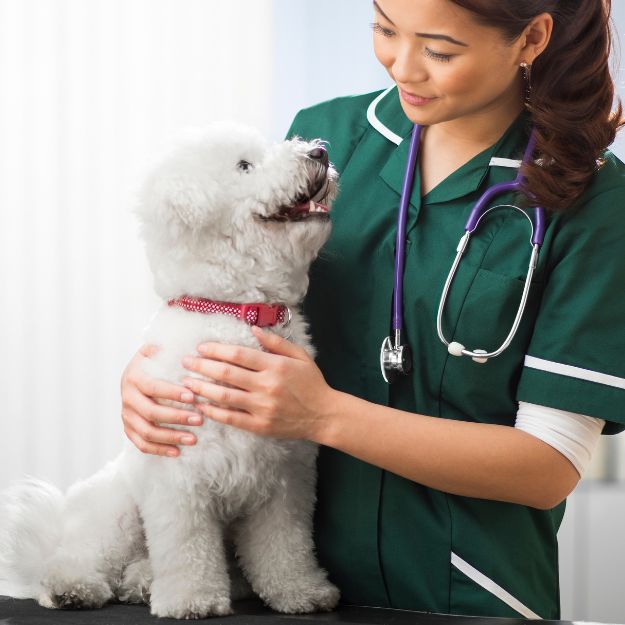 A veterinarian  holds a small white fluffy dog on an examination table