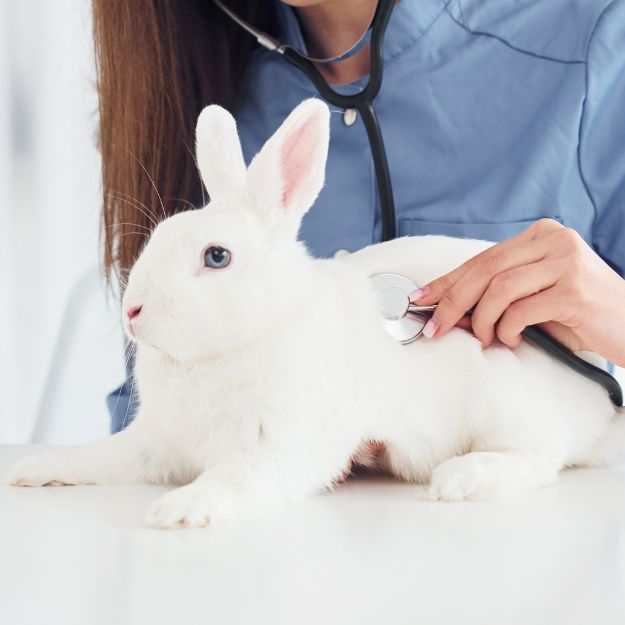 A veterinarian in a blue coat uses a stethoscope to examine a white rabbit lying on a white table