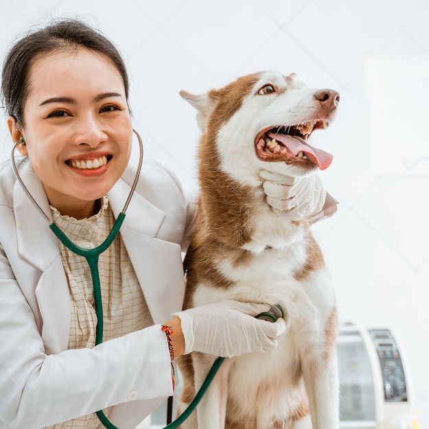 A veterinarian in a white coat uses a stethoscope to examine