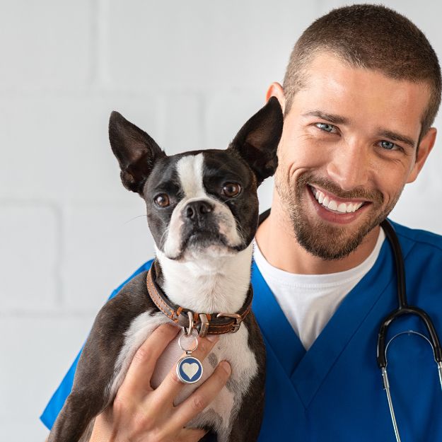 A veterinarian in blue scrubs smiles while holding a Boston Terrier with a heart-shaped tag on its collar