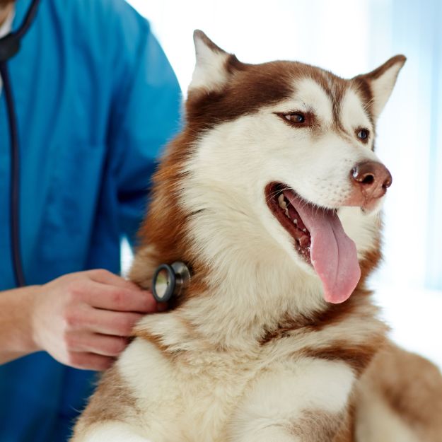 A veterinarian in blue scrubs uses a stethoscope to examine a husky dog