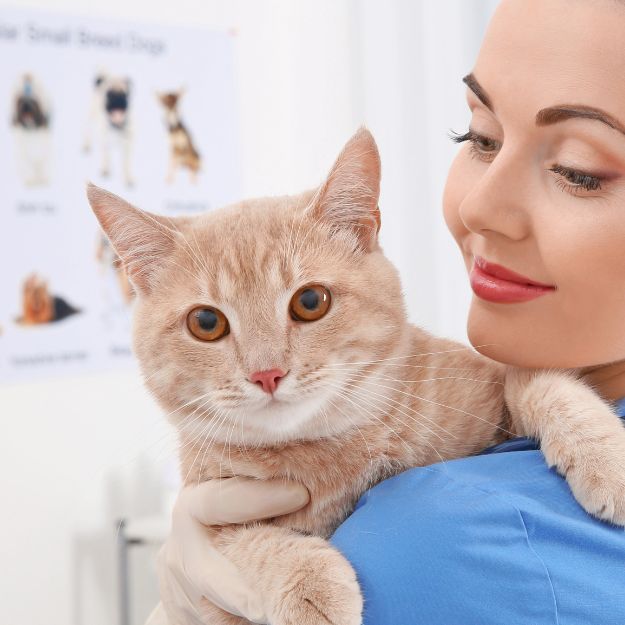 A veterinarian wearing blue scrubs holds a light orange tabby cat on her shoulder