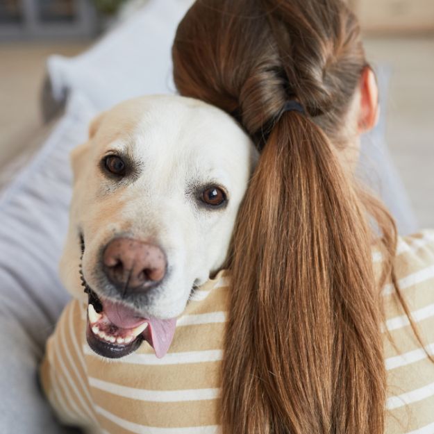 A white dog wearing a striped shirt is being hugged by a person whose hair is pulled back in a ponytail