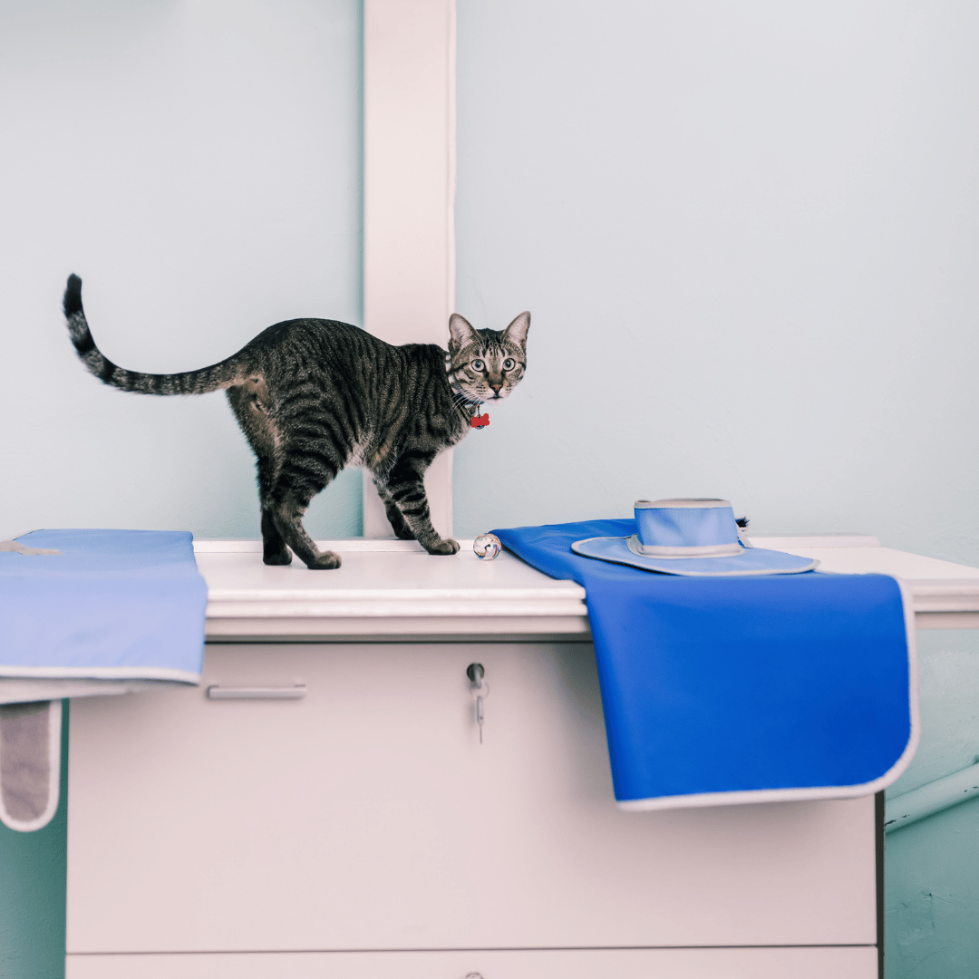 cat standing on an x-ray table
