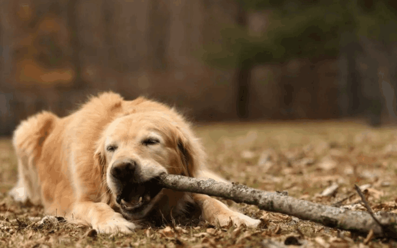 golden retriever dog lying on the ground and chewing on a thick stick in its mouth