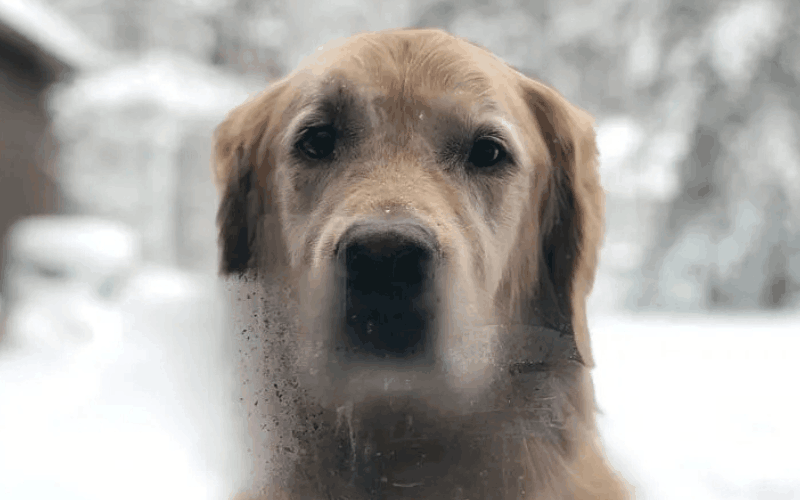 golden retriever sits in the snow, looking directly at the camera through a window with condensation on it
