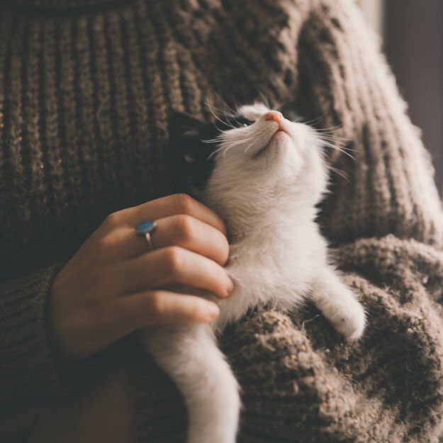 person wearing a brown knitted sweater holds a small black and white kitten