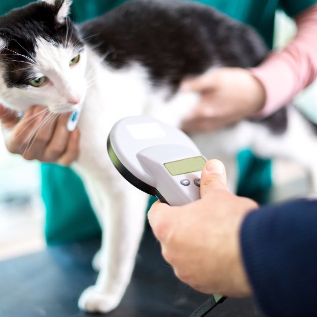 reader by a person in blue, while another person in green holds the cat