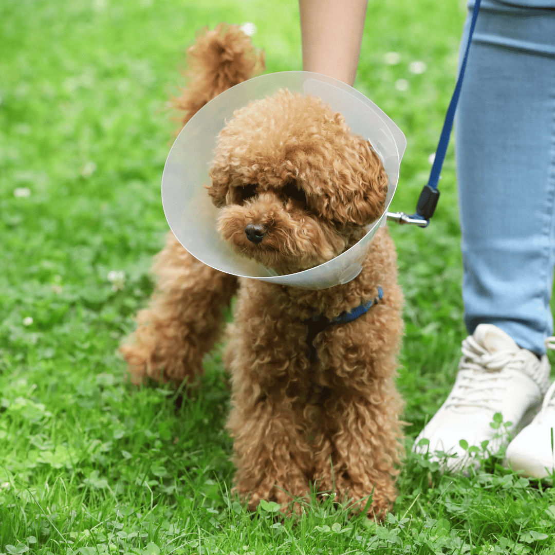 small curly haired dog wearing a cone on a walk
