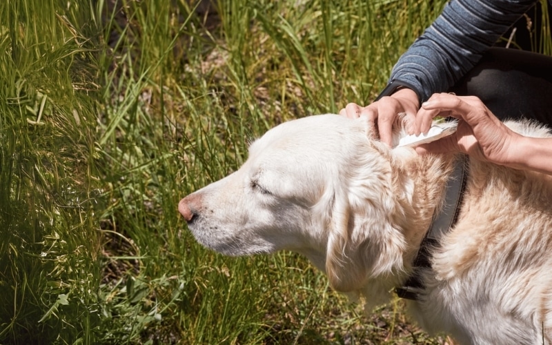Lyme Disease and Your Pet