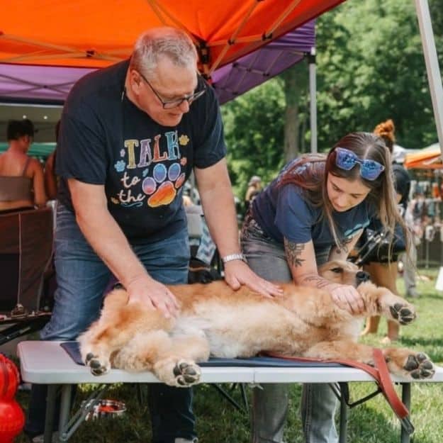 At a colorful outdoor event, a veterinarian gently examine a relaxed golden retriever